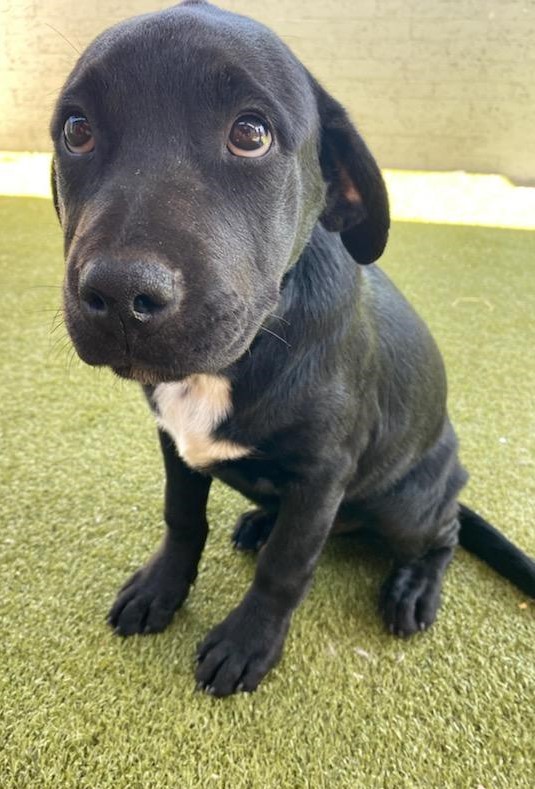 Animal Care Hospital of Phoenix