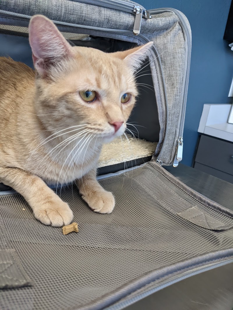Animal Care Hospital of Phoenix