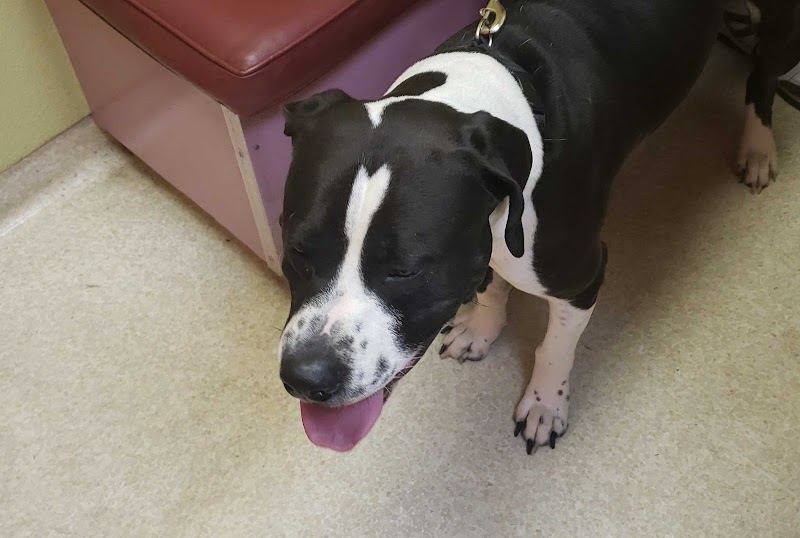 Animal Care Hospital of Phoenix