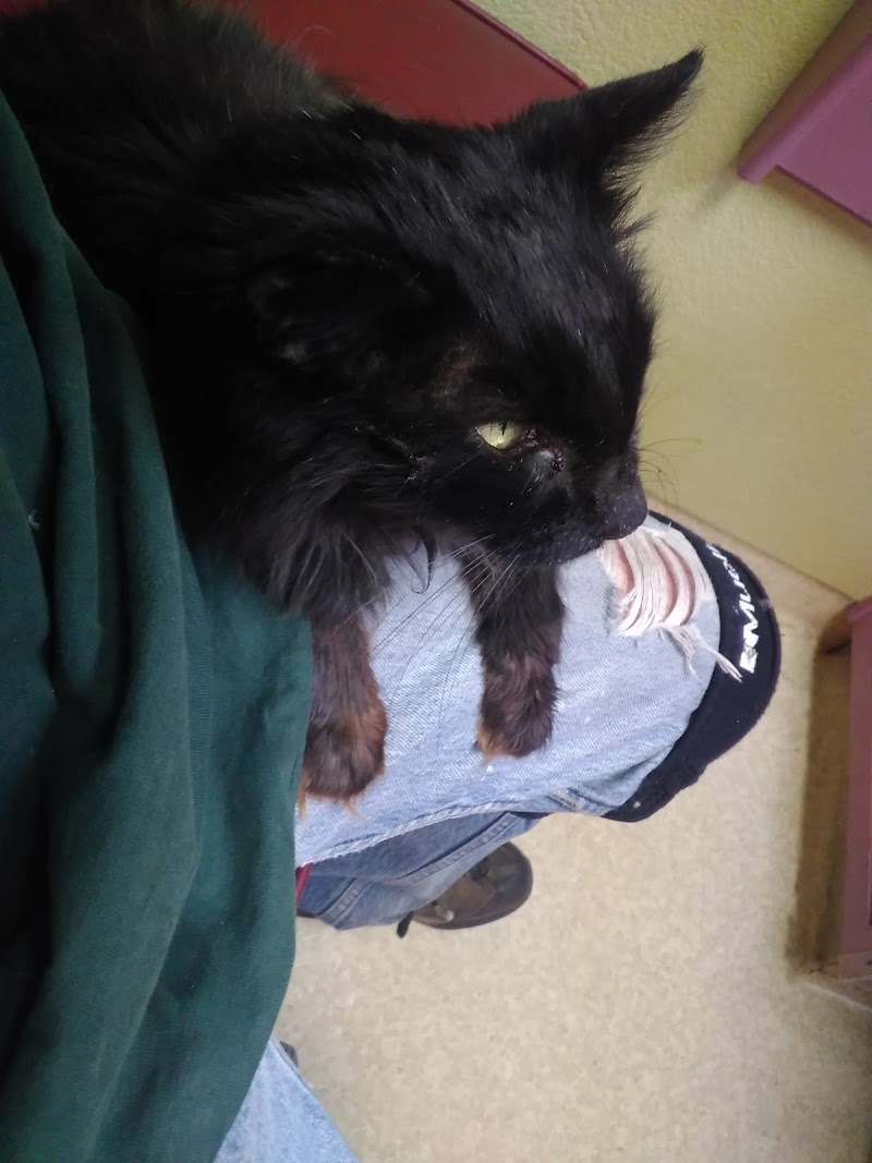 Animal Care Hospital of Phoenix
