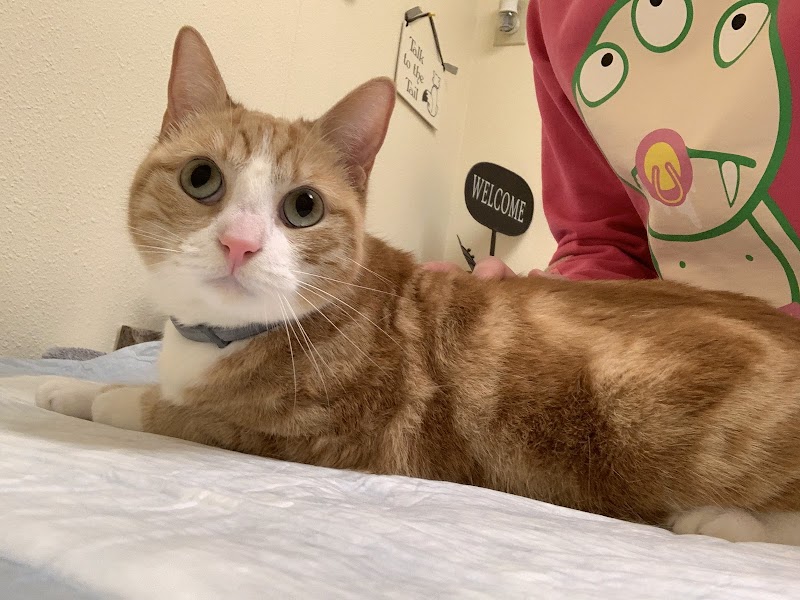 Willow Glen Pet Hospital