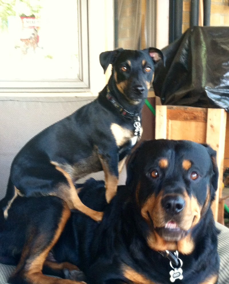 North Denver Animal Clinic