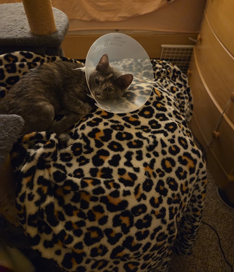 Animal Medical Center | San Jose