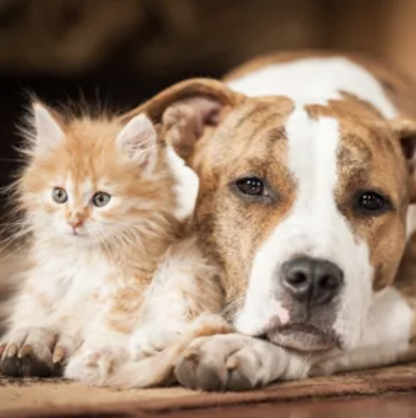 Animal Medical Center | San Jose