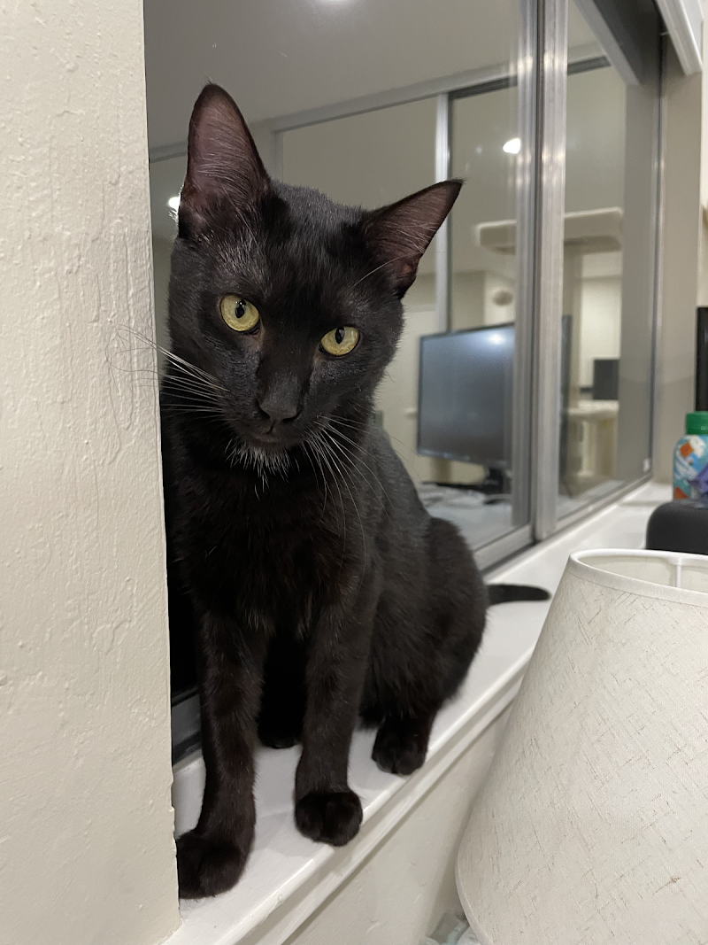 Animal Medical Center | San Jose