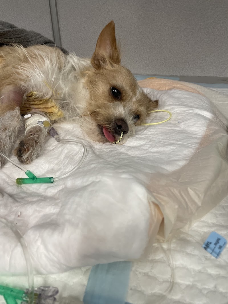 Christown Animal Hospital