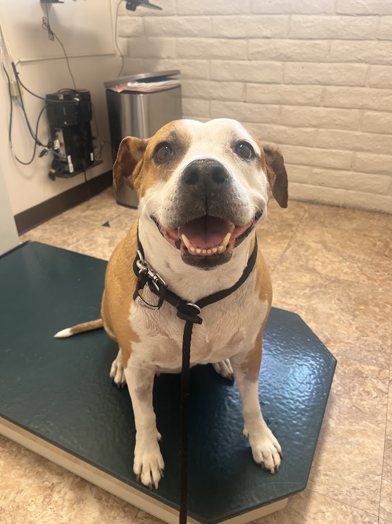 Christown Animal Hospital