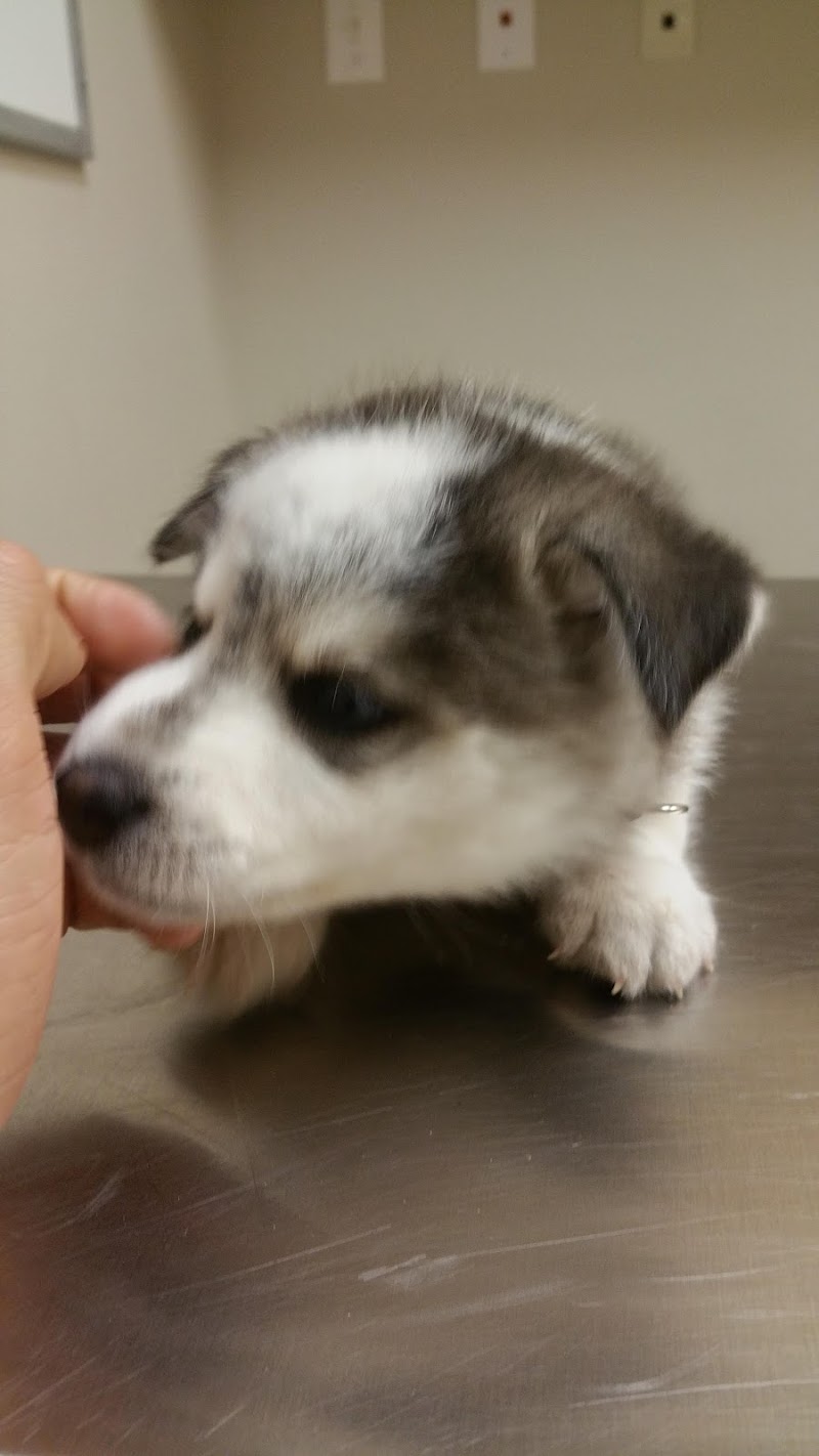 VCA Alameda East Veterinary Hospital