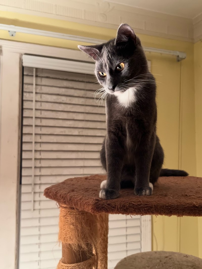 Arguello Pet Hospital