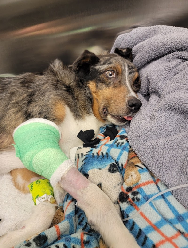 BluePearl Pet Hospital