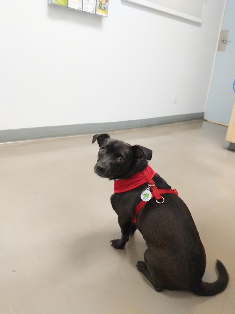 Irving Pet Hospital