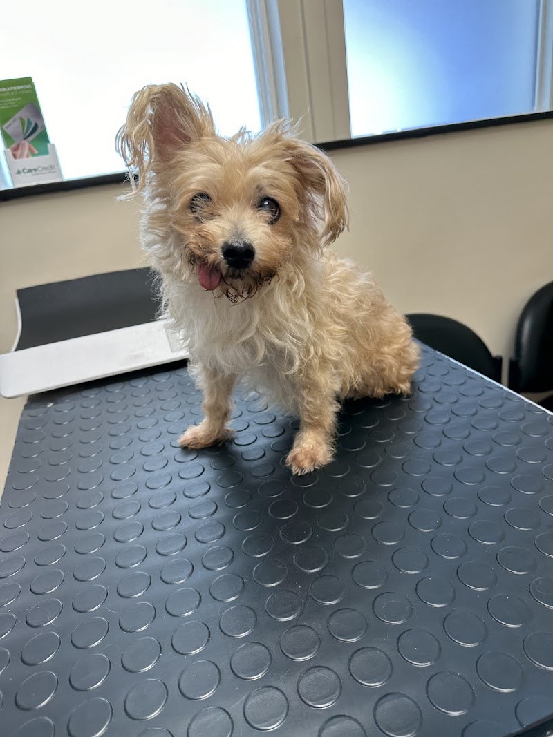 Irving Pet Hospital