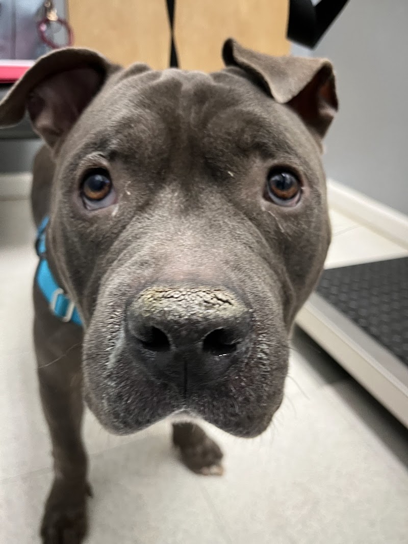 Caring Hands Veterinary Clinic