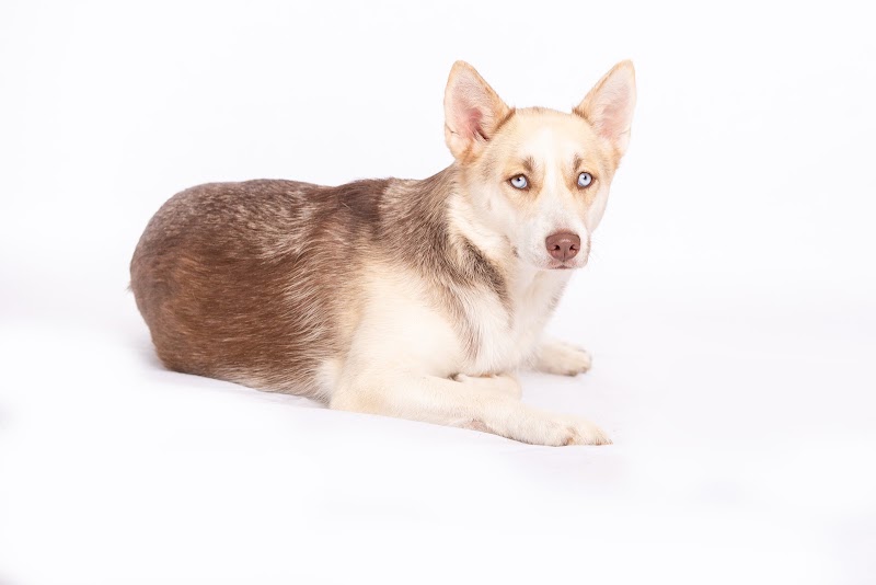 VCA Becker Animal Hospital and Pet Resort