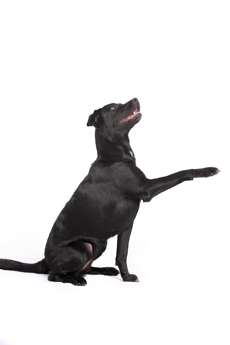 VCA Becker Animal Hospital and Pet Resort