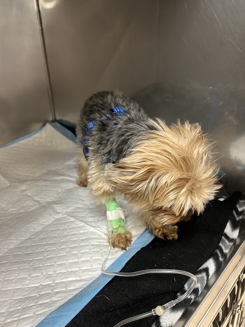 Animal Hospital of Towne Lake - Woodstock