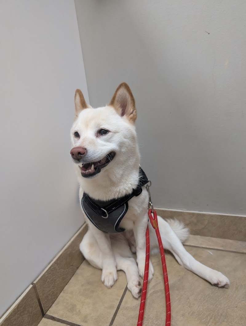 Animal Hospital of Towne Lake