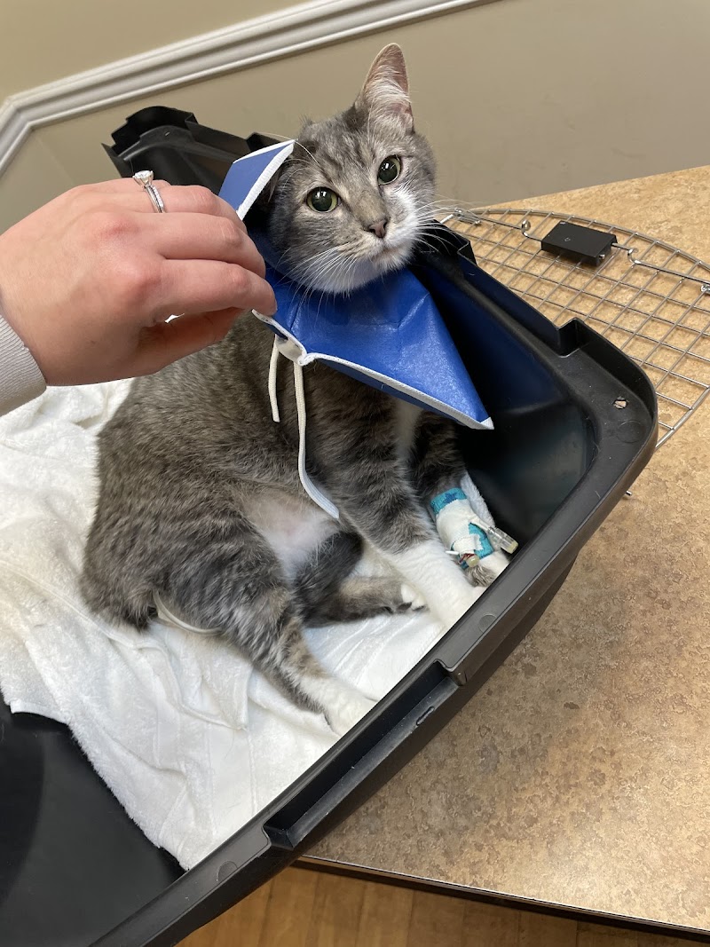 Animal Hospital of Towne Lake