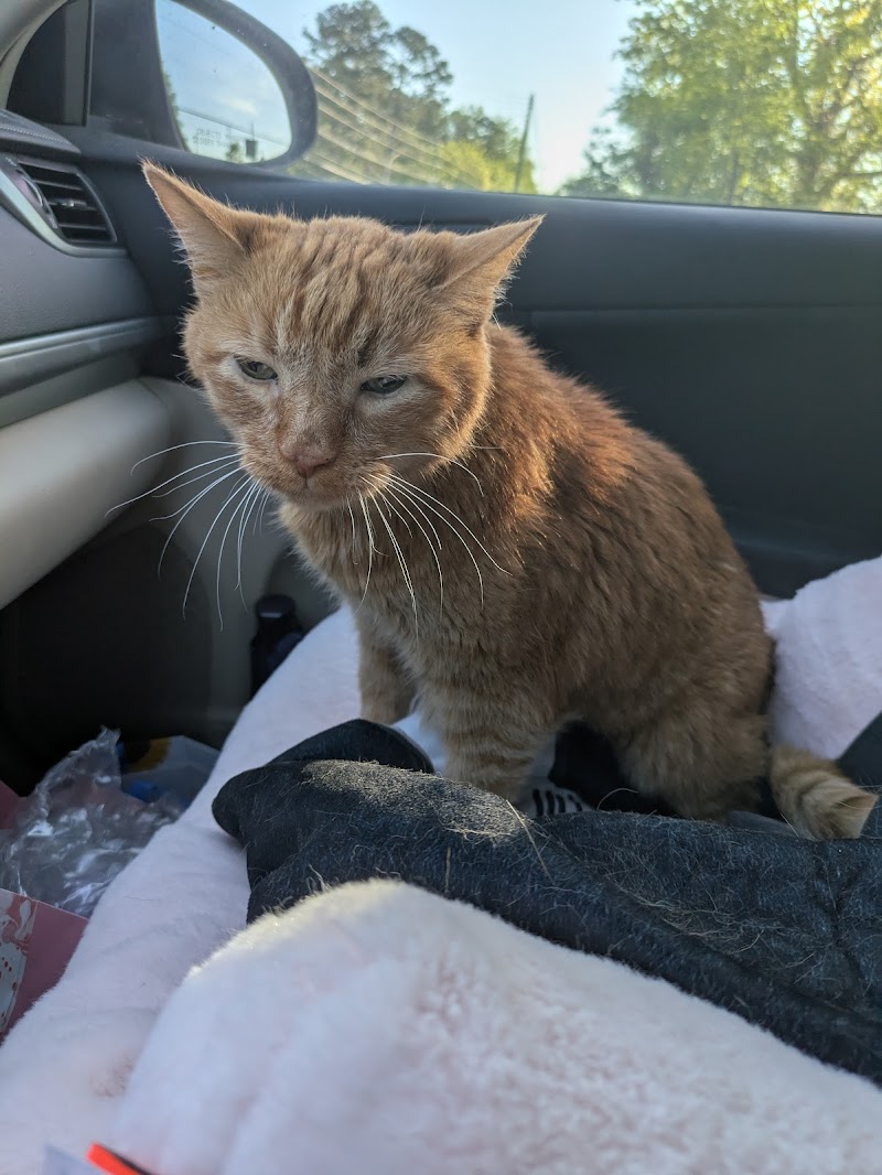 Animal Hospital of Towne Lake