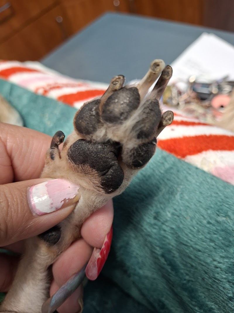 North Star Animal Hospital