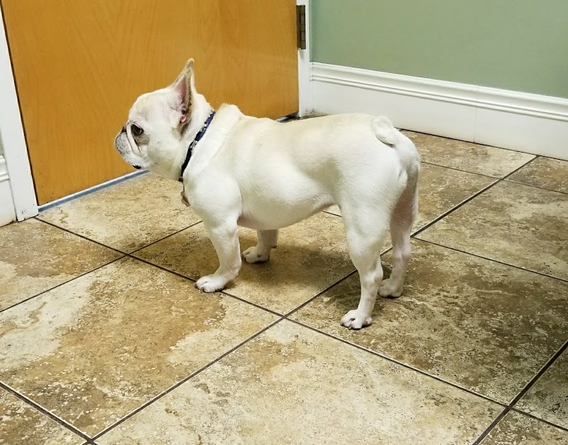 Mass-RI Veterinary ER