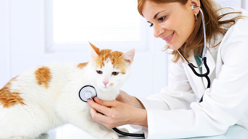 Andorra Veterinary Clinic