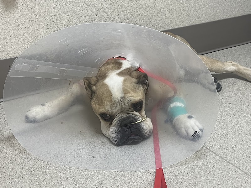 Veterinary Emergency + Critical Care