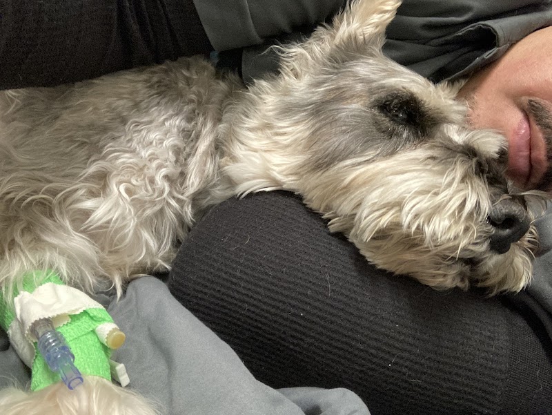 Veterinary Emergency + Critical Care