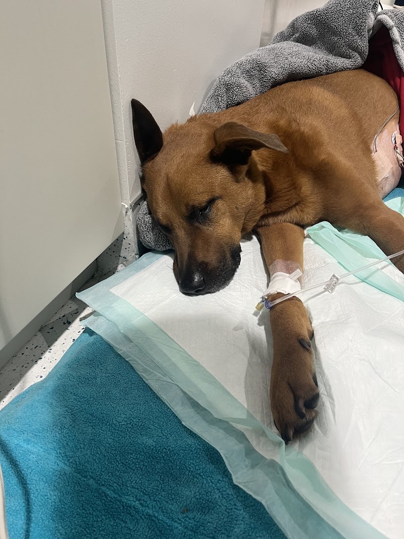 Arista Advanced Pet Care | Dallas