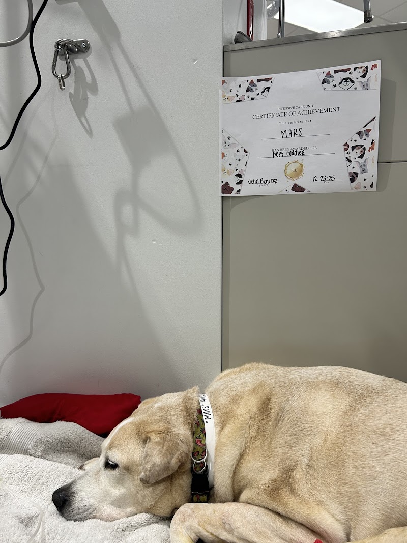 Arista Advanced Pet Care | Dallas