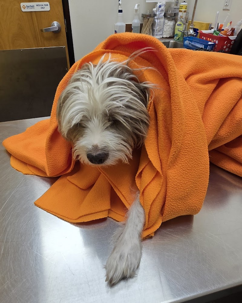 Arista Advanced Pet Care | Dallas