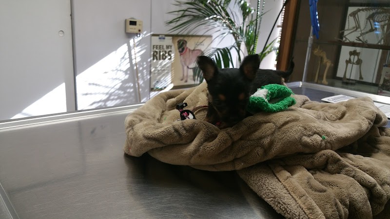L.A. Pet Clinic
