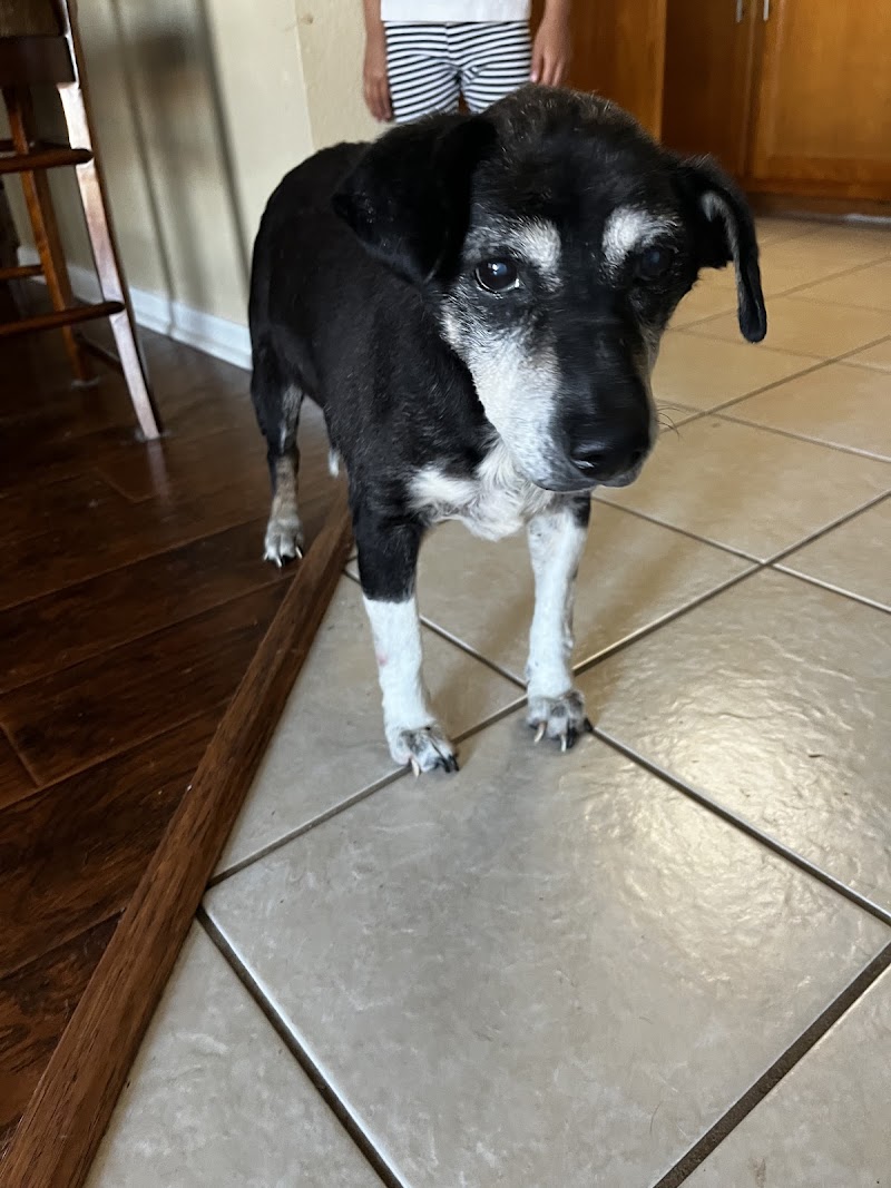 Central Texas Animal Hospital