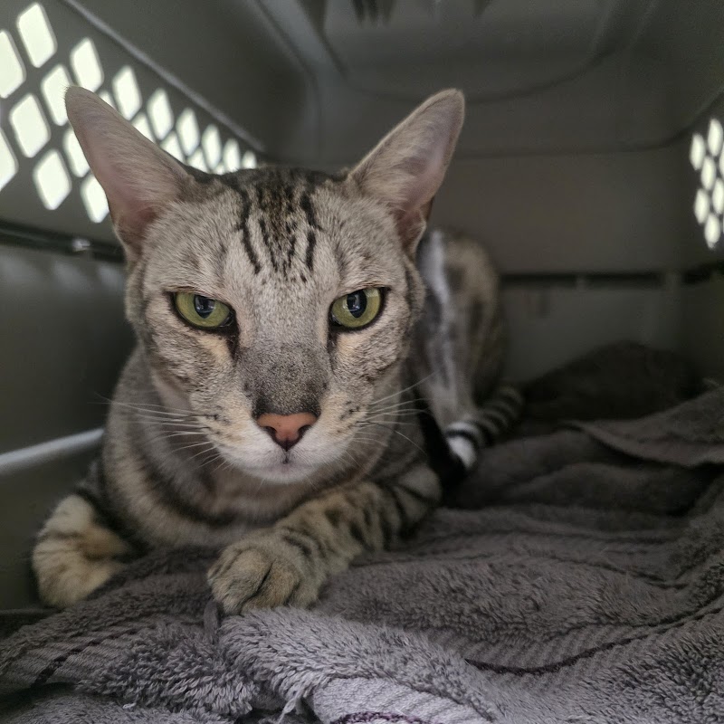 Central Texas Animal Hospital