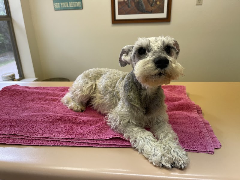 Spring Branch Veterinary Hospital