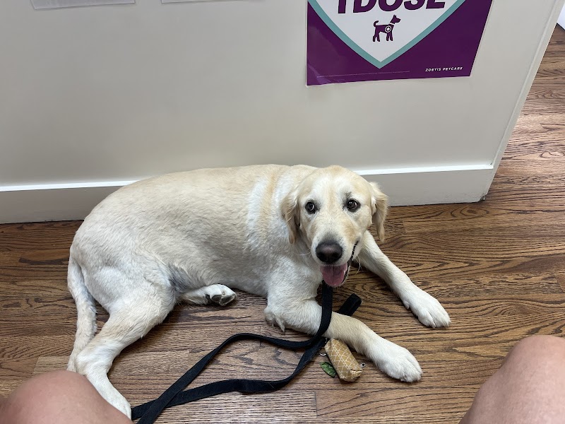 Spring Branch Veterinary Hospital