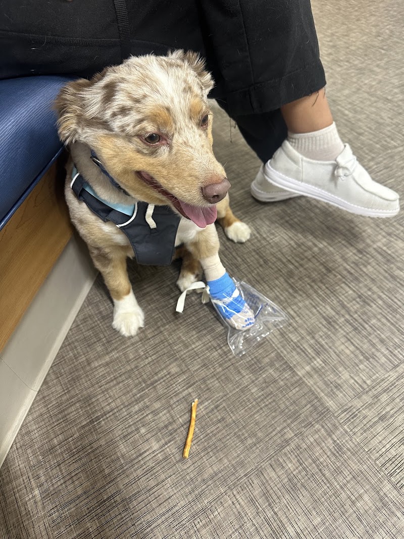 BluePearl Pet Hospital