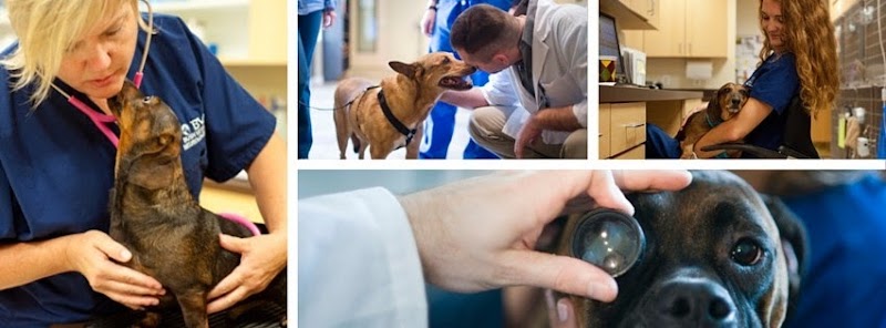 Bush Veterinary Neurology Service (BVNS) - Rockville