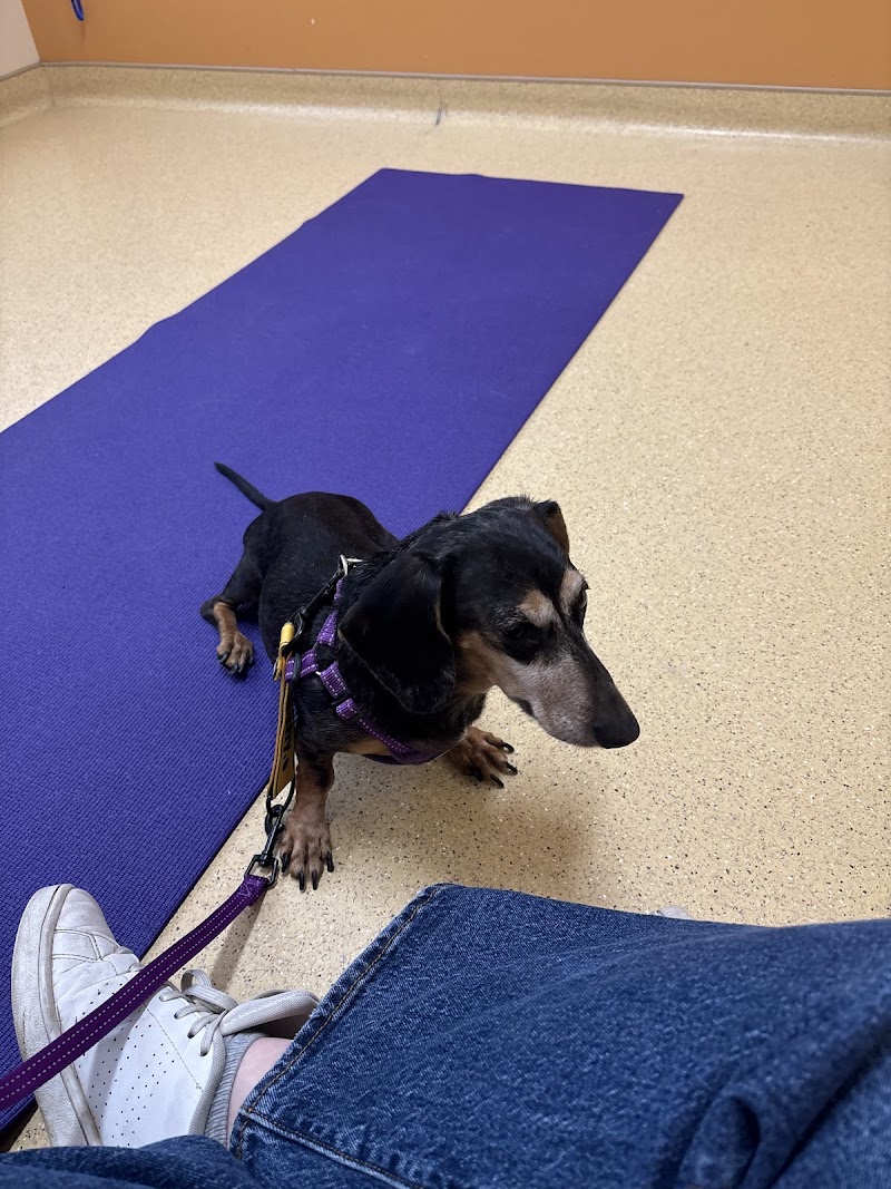 Bush Veterinary Neurology Service (BVNS) - Rockville