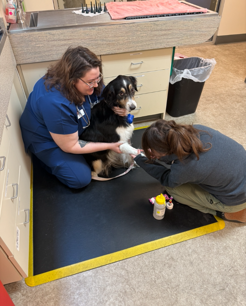 VCA Southeast Portland Animal Hospital