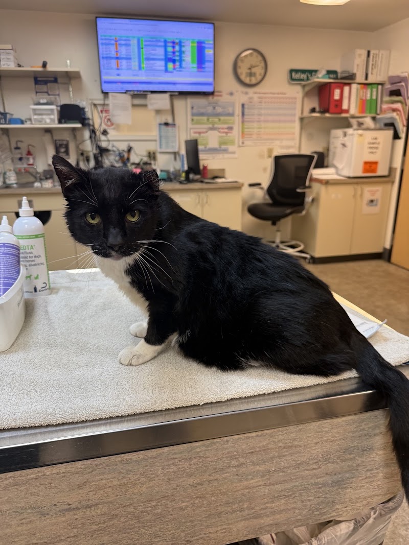 VCA Southeast Portland Animal Hospital