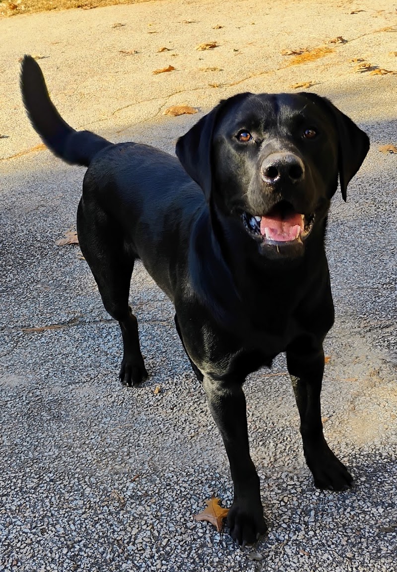 ProFormance Canine, Inc. - Harvard