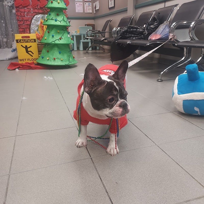 Central Animal Hospital