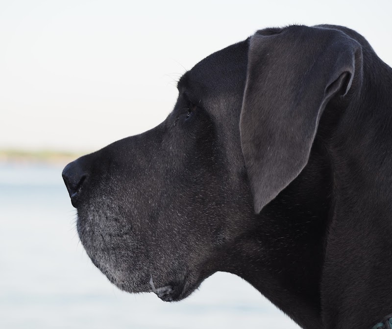 Synergy Veterinary Specialists
