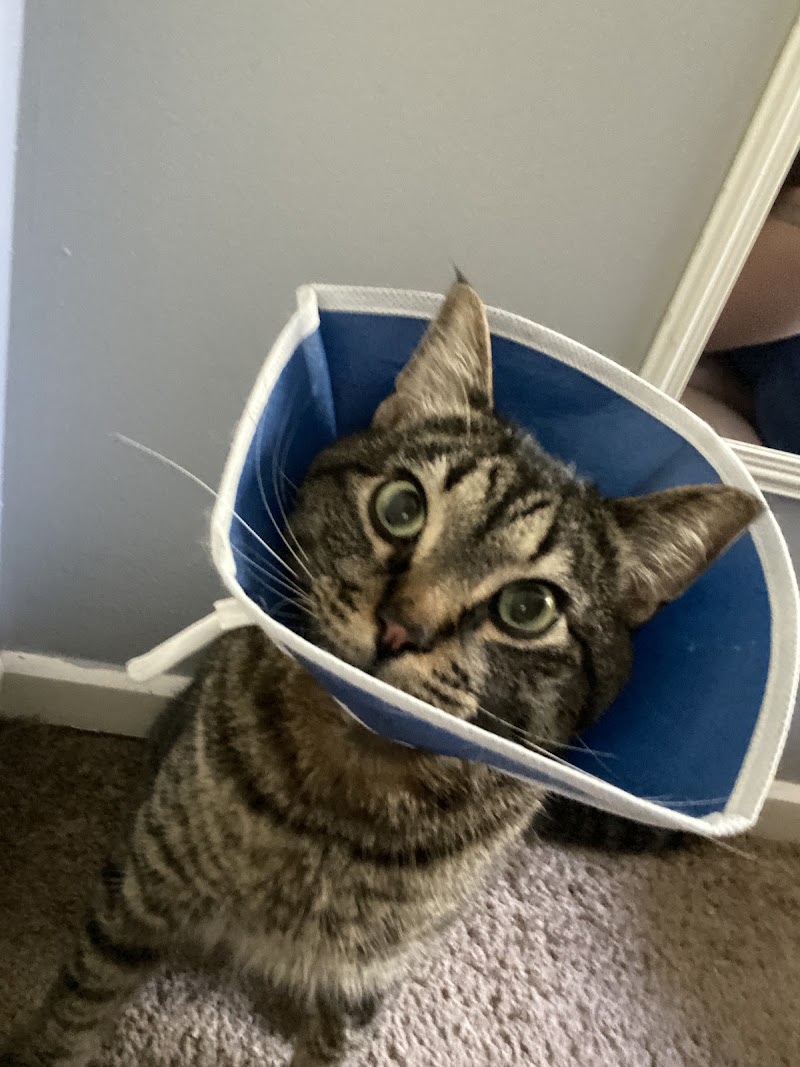 Synergy Veterinary Specialists