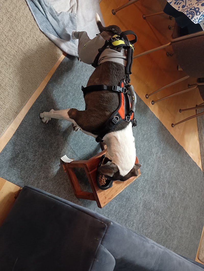 Synergy Veterinary Specialists