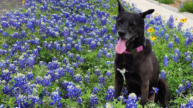 Houston Mobile Veterinary Surgery