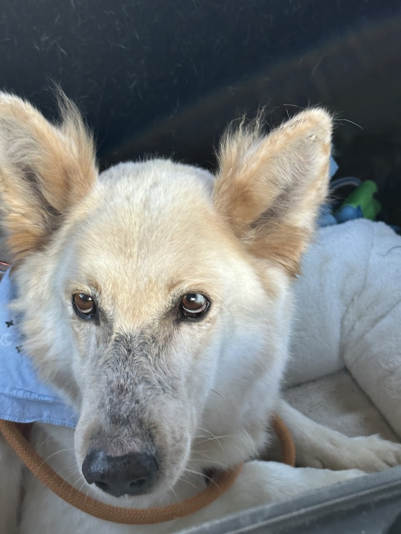Marin City Animal Hospital