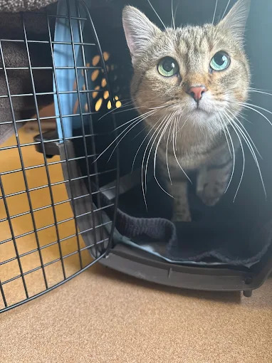 Alameda Veterinary Clinic