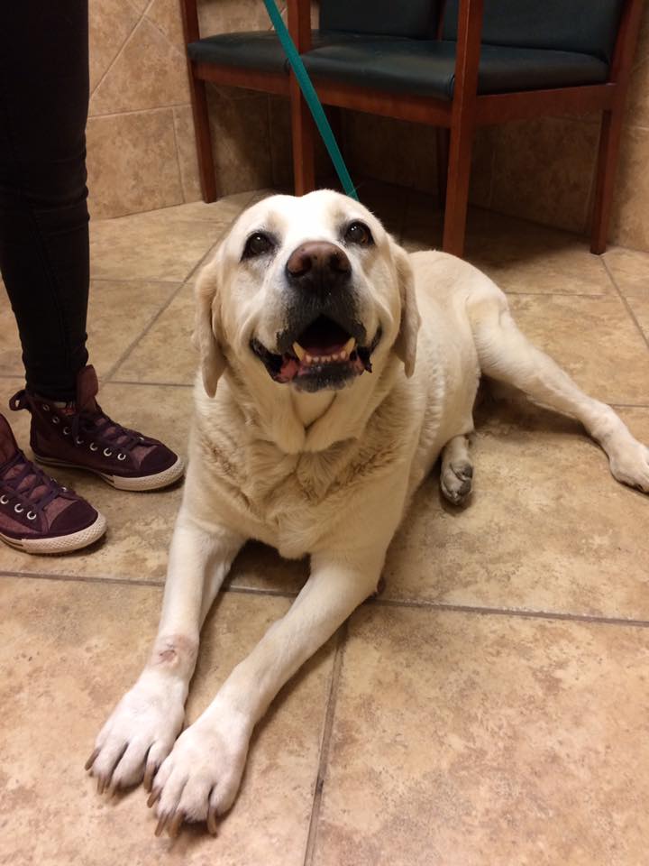 Alpharetta Animal Hospital
